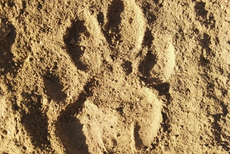 Village & Jungle Walks